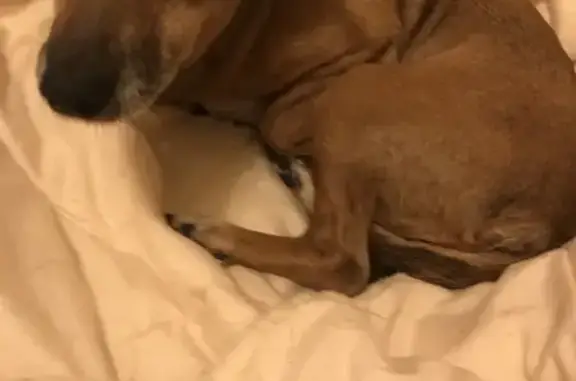 Нашлась рыжая собака, Индустриальная 59