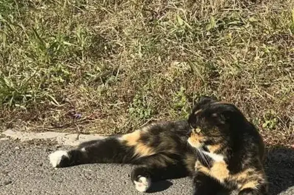 Кот найден: Нижний проезд, 3/2, Оренбург