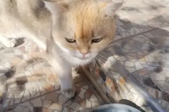 Кошка найдена в Пекшиксолинском, Марий Эл