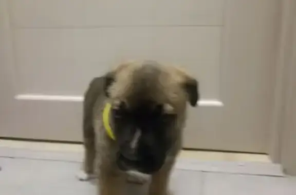 Найдена собака, Аэровокзальная 2К