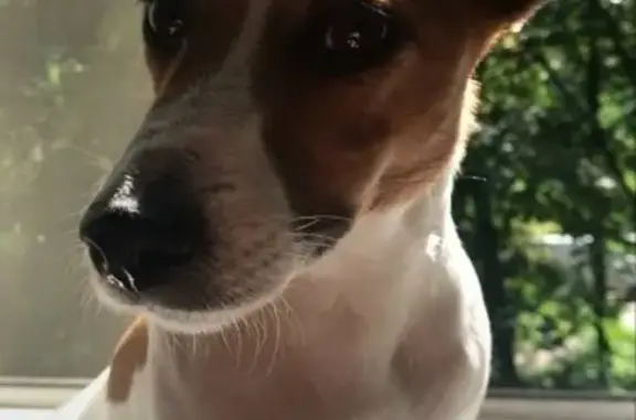 Собаки потеряшки, Московская область, фото: Потеряшка собака в Могутово, МО