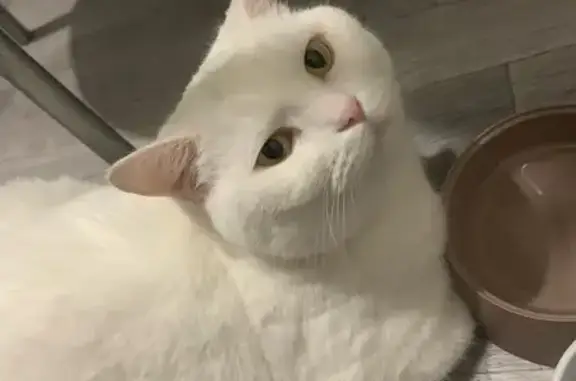 Кошки потеряшки, Кропоткин, фото: Потеряшка белая кошка, Пионерская, Кропоткин