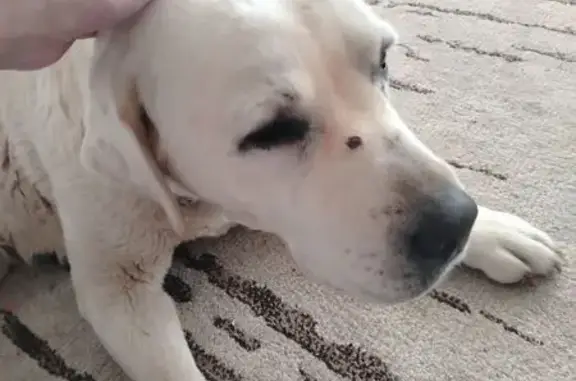 Найдена собака, Владимирская область, фото: Лабрадор найден: Владимир, Владимирская обл.