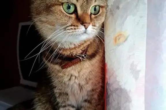 Кошки потеряшки, Сестрорецк, фото: Потеряшка кошка, ул. Борисова, 7, Сестрорецк