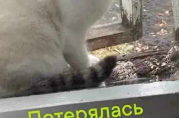 Пропала кошка на ул. Ватутина, 38