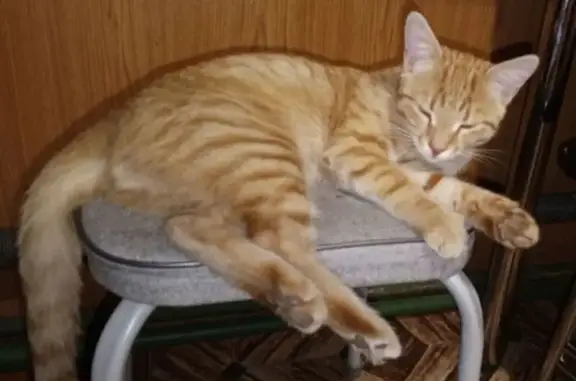 Кошки потеряшки, , фото: Потеряшка кошка, Мервинская ул. 19, Рязань