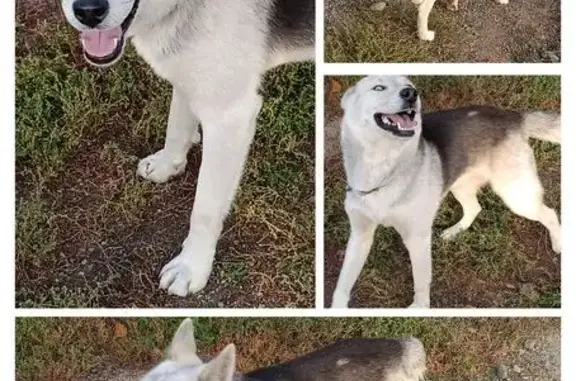 Собаки потеряшки, Иркутск, фото: Потеряшка собака, Качугская 31/2, Иркутск