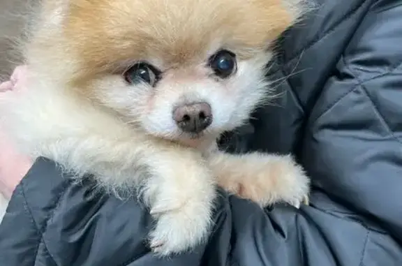 Шпиц найден: ул. Курчатова, 1А, Челябинск