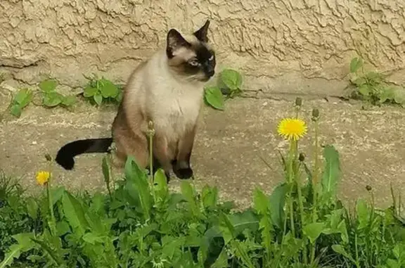 Найденные животные Вологда, фото: Сиамская кошка найдена: Паровозный пер., 32