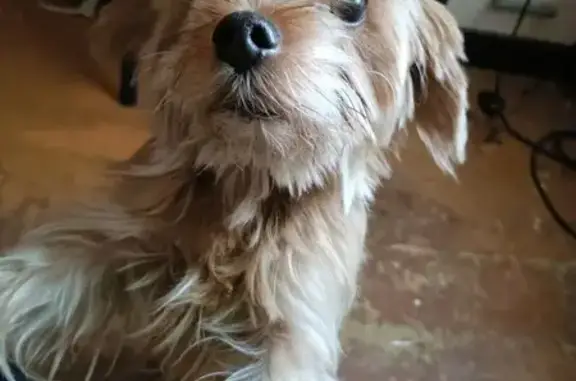 Собака найдена: Ватутина, 3Б, Белгород