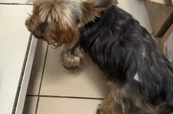 Найдена собака, Калининград, фото: Йорк найден: ул. Левитана, 11, Калининград