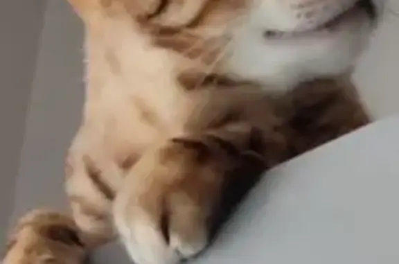 Кошки потеряшки, Пермь, фото: Потеряшка кошка, Северная ул. 80, Пермь