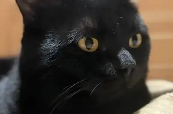 Кошки потеряшки, Усолье-Сибирское, фото: Потеряшка кошка, пр. Красных Партизан, 57