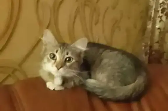 Пропала кошка, ул. Кольцова 32, Астрахань