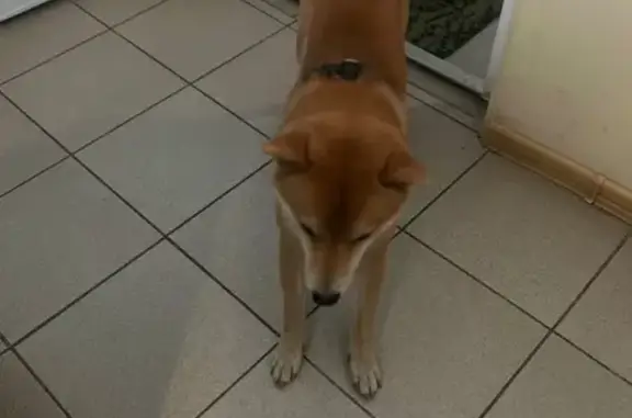 Найдена собака, Кузнечихинское, фото: Найдена рыжая собака на СВ окружной дороге