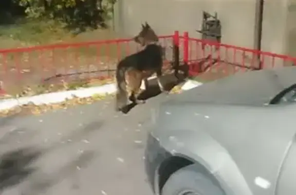 Найдена собака, Астана, фото: Найдена овчарка на Затачеева-Иманова