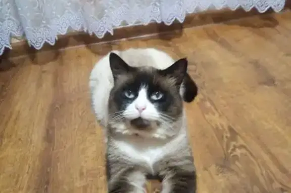 Пропала сиамская кошка, Морская 18