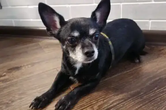 Найдена собака, Магнитогорск, фото: Чихуахуа найдена: пр. Ленина 140, Магнитогорск