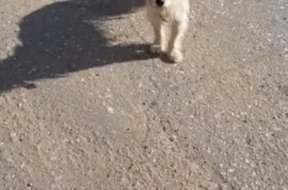 Найдена собака, Новгородская область, фото: Собака найдена, Полищи, Новгородская обл.