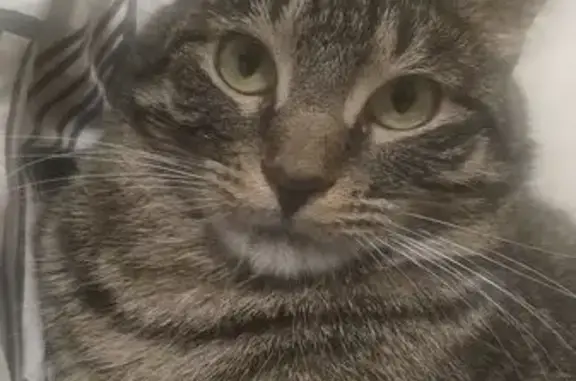 Пропала серая кошка, 7-я линия, СНТ 