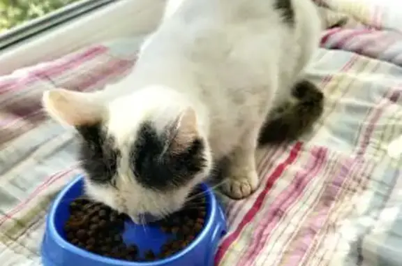 Найдена кошка, Тамбов, фото: Кошка найдена у СНТ Мичуринец, Тамбов