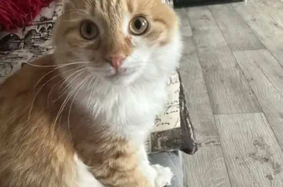 Кошки потеряшки, Саратов, фото: Потеряшка кошка, Гранатная 4, Саратов