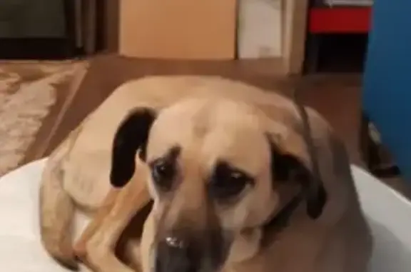 Пропала собака на ул. Симиренко, 20/5