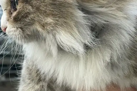 Кошка найдена: ул. Газовиков, Развилка