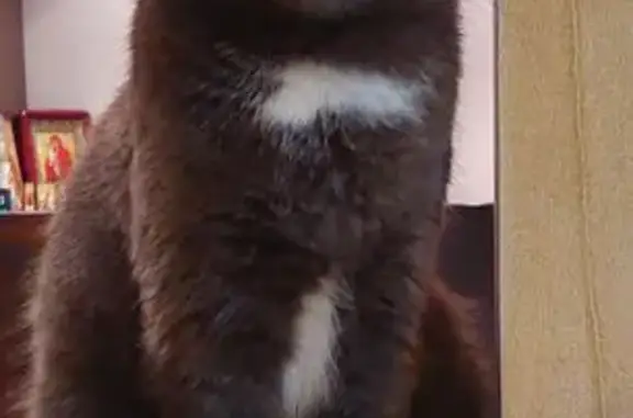 Пропала кошка, 124, Московская область