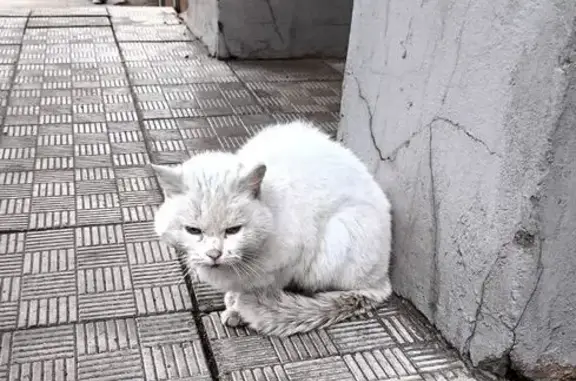 Найдена кошка, Томск, фото: Кот найден у ПВЗ Wildberries, Светлый пер., 30