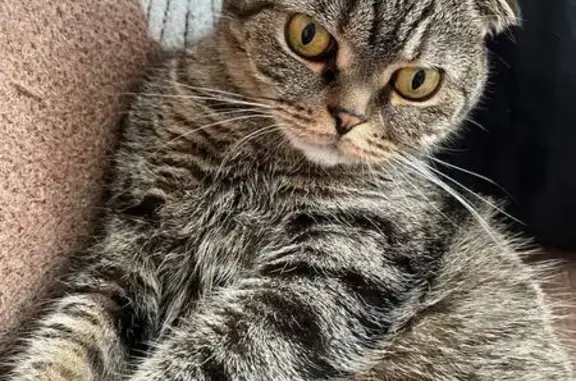 Кошки потеряшки, Нижнекамск, фото: Потеряшка кошка, ул. 30 лет Победы, 7