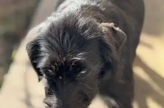 Собака найдена: Новосёлки, Рязанская обл.