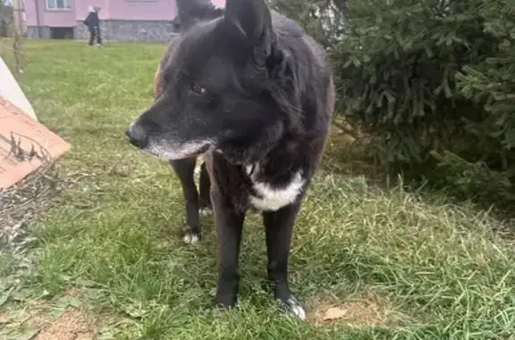 Найдена собака, Краснообск, фото: Собака найдена в Краснообске, Мкр 6, 4