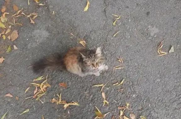 Найдена кошка, Челябинск, фото: Найдена кошка, ул. Нахимова, Челябинск