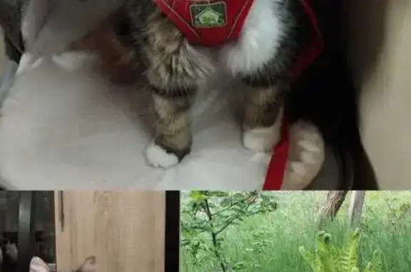 Кошки потеряшки, Саратов, фото: Потеряшка кот Митрофан, 1-й пр. Первомайский, 2