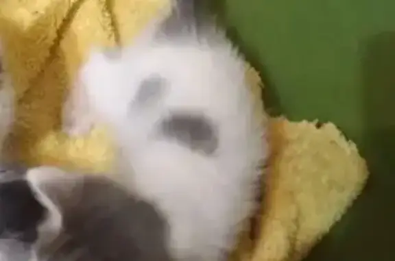 Пропала кошка, Горная ул. 3, Нижний Новгород