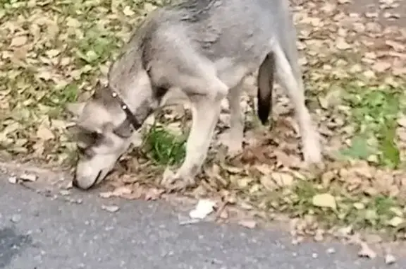 Серый щенок найден: ул. Новосёлов, 55 - photo