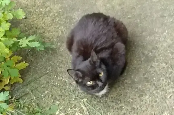 Кошка найдена: Некрасова, 23, Абакан