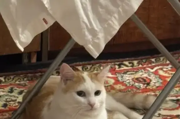 Пропала кошка, Омск, ул. Челюскинцев, 97