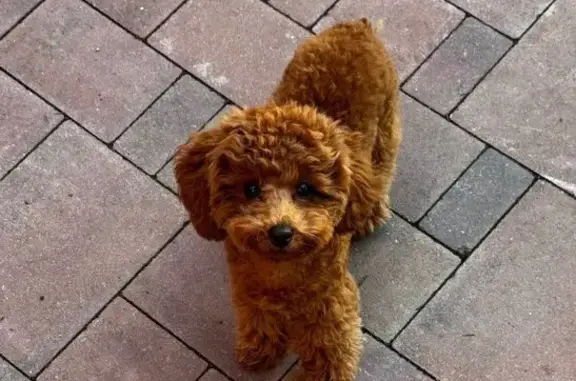 Пропала собака, Зайцево, Новгородская обл.