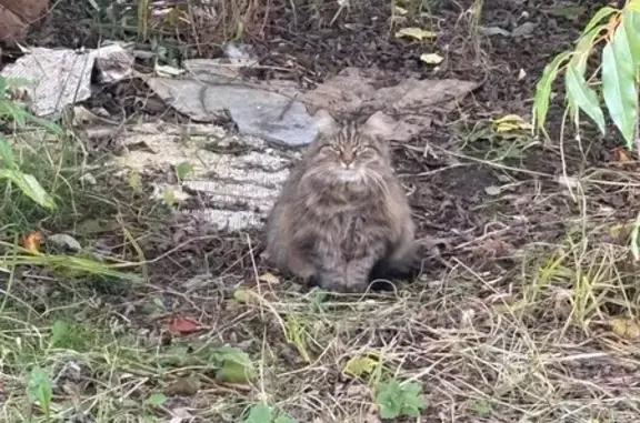 Найдена кошка, Петрозаводск, фото: Кошка найдена: ул. Ватутина, 30, Петрозаводск