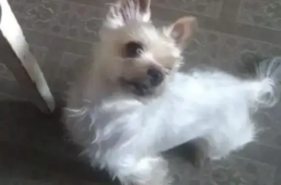 Собаки потеряшки, Омск, фото: Потеряшка собака, Омск, 33-я Северная, 143А