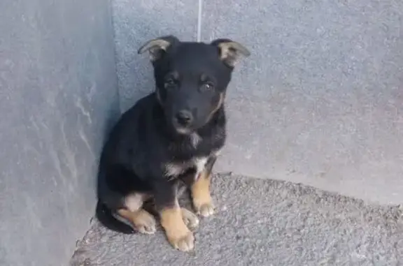 Найдена собака, городской округ Кузнецк, фото: Собака найдена: Орджоникидзе, 92, Кузнецк