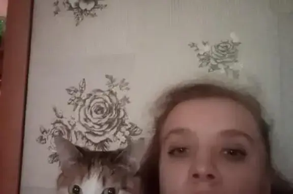 Кошки потеряшки, Красноярск, фото: Потеряшка кошка, Красноярск, Красноярский край