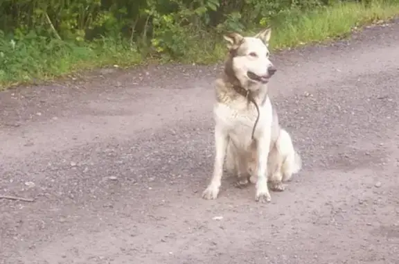Найдена собака, Санкт-Петербург, фото: Собака найдена: Кронштадт, СПб