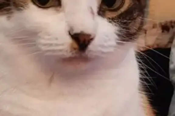 Кошки потеряшки, Санкт-Петербург, фото: Потеряшка кошка, ул. Стойкости, 41 к1