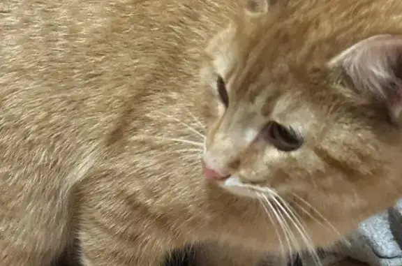 Найдена кошка, Шушары, фото: Кошка найдена: Ростовская ул, 13-15, Шушары