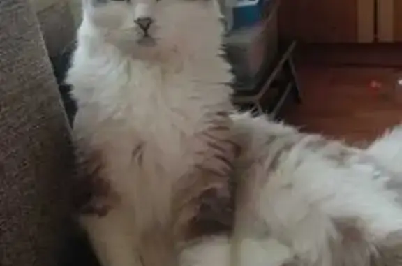 Пропала кошка, Корнеева 24А, Красноярск