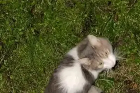 Пропал кот Барсик, СНТ Гипрокислород