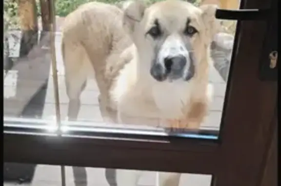 Найдена собака, Московская область, фото: Собака найдена в СНТ Бережки, МО